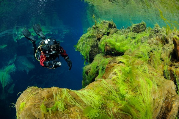 Scuba diver exploring the neon green alega in Silfra
