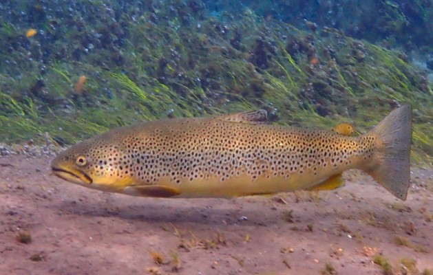 wildlife-trout-litlaa-river-snorkeling-in-north-iceland-with-dive.is-629x400.jpg