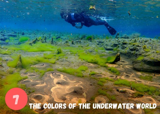 DIVE.IS Double Snorkeling combo in North Iceland colors of the underwater world