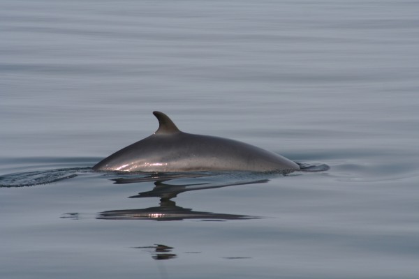 Small triangular dorsal fin of Minke whale showing out of the water in the Icelandic sea