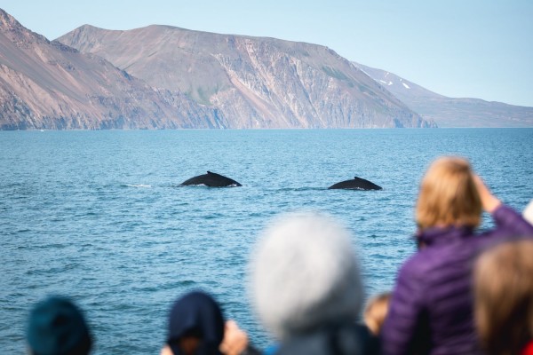 looking-at-whales-in-husavik-northsailing-600x400.jpg