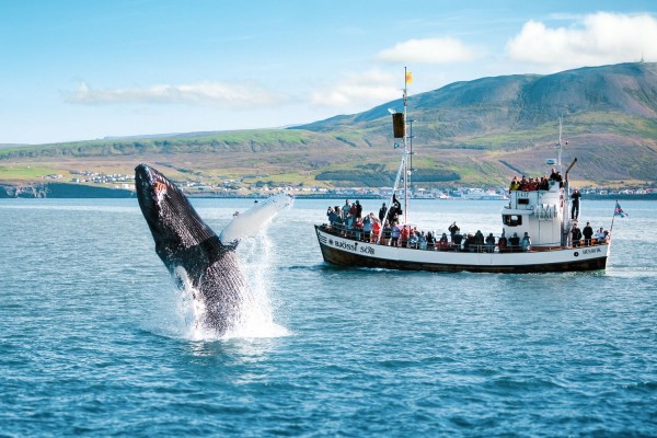 northsailing-husavik-original-whale-watching-tour-600x400.jpg