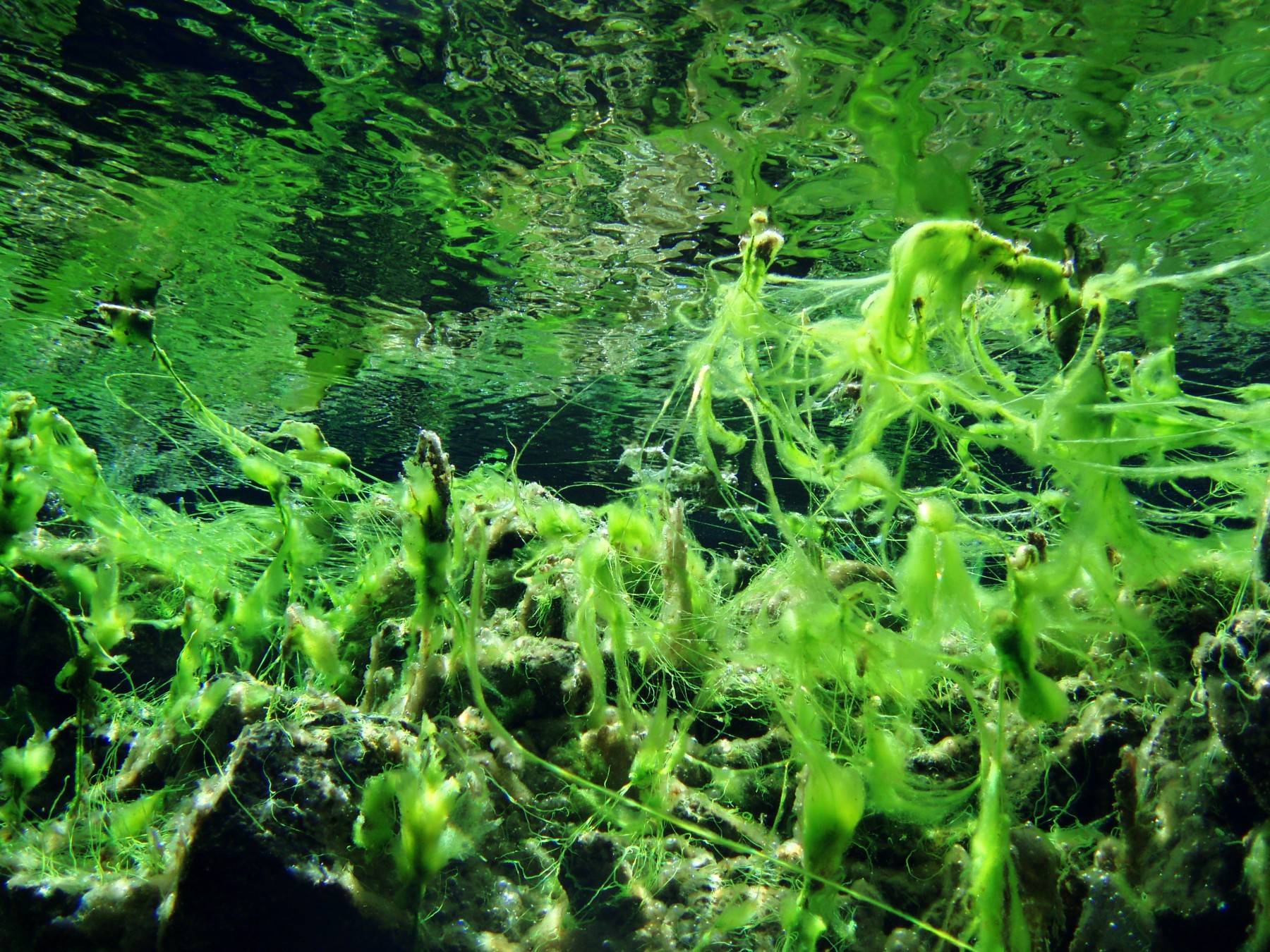 Beautiful Green Algae can be found in Silfra, Thingvellir