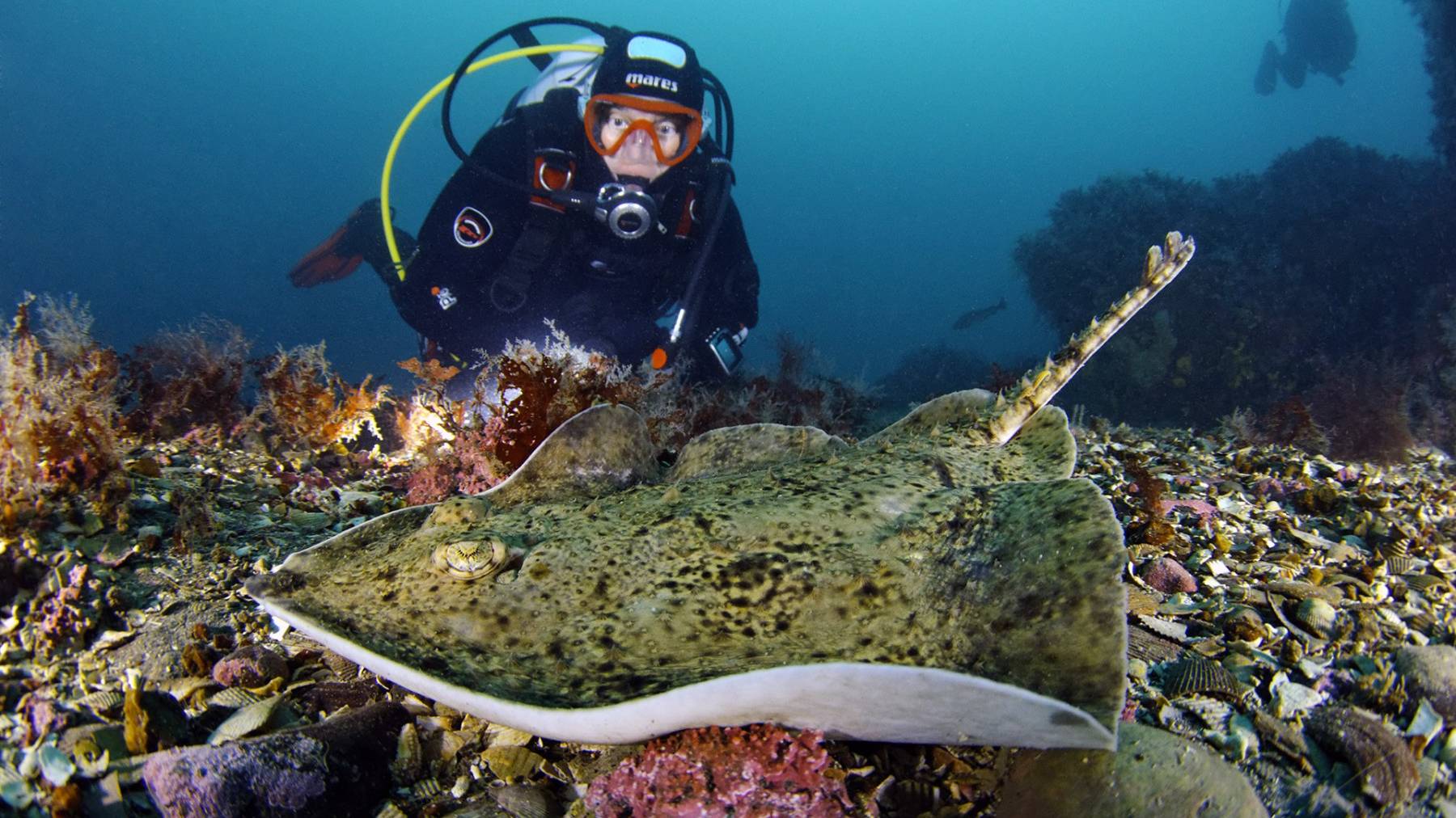 Starry ray and diver Iceland Strytan A Diver next to a Starry Ray found in Strýtan, Iceland